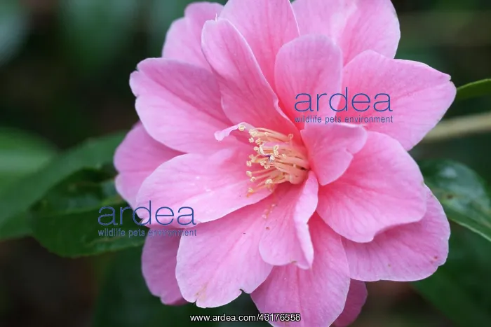 : Camellia Maud Messel, Close view of one open double : Camellia Maud Messel, Close view of one open double