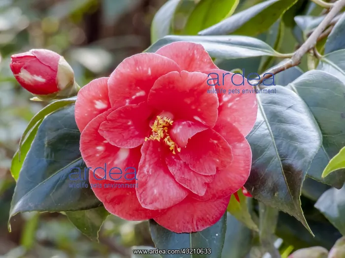 : Camellia Me Picouline in bloom in a garden : Camellia Me Picouline in bloom in a garden
