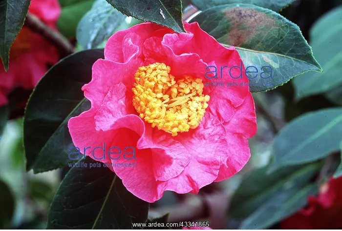 : CAMELLIA - pink : CAMELLIA - pink