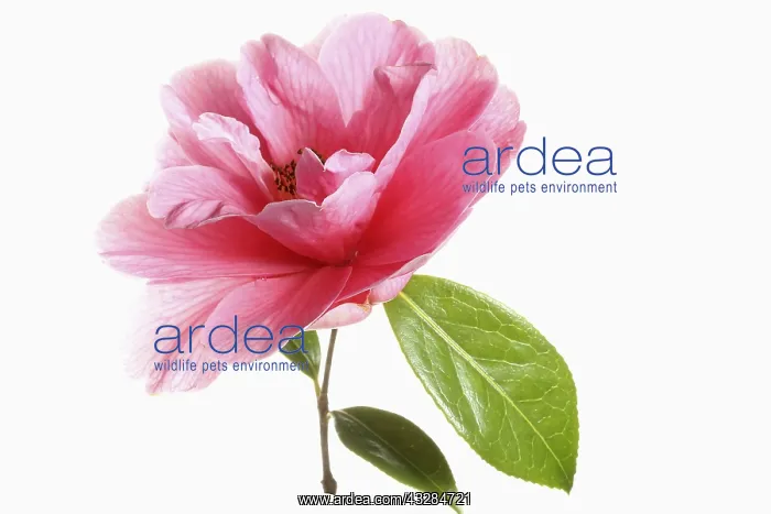: Camellia, Single pink camellia flower with leaves : Camellia, Single pink camellia flower with leaves