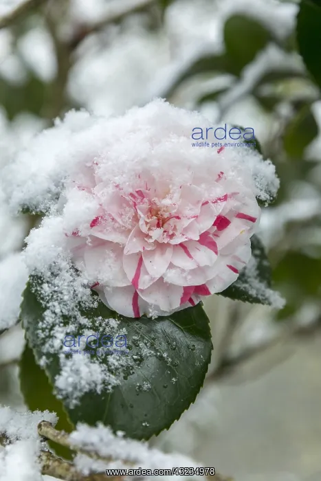 : Camellia - Snow - Cornwall - UK : Camellia - Snow - Cornwall - UK