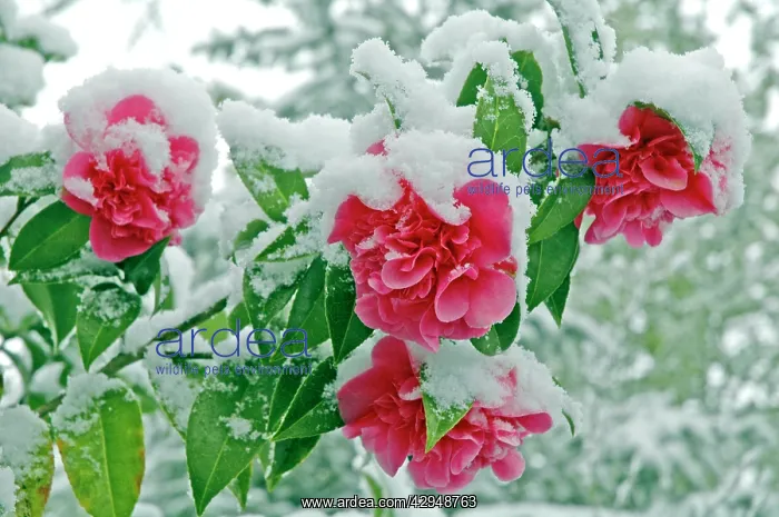 : Camellias in the snow : Camellias in the snow