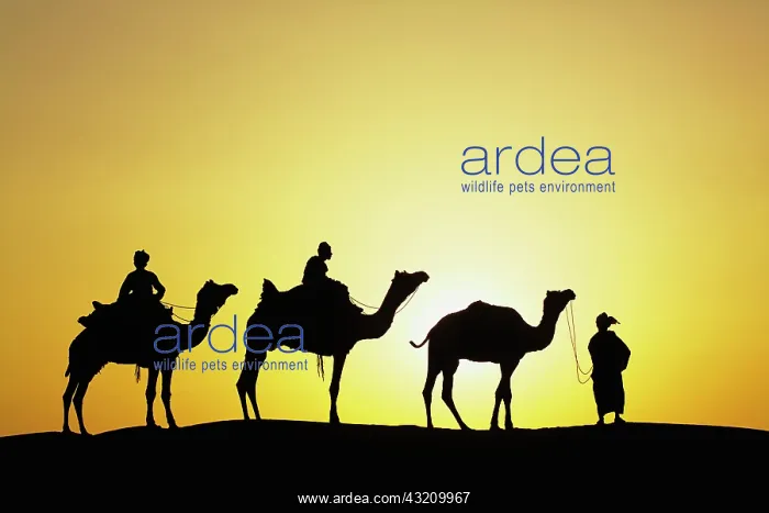 : Camels and camel driver silhouetted at sunset : Camels and camel driver silhouetted at sunset