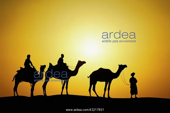 : Camels and camel driver silhouetted at sunset : Camels and camel driver silhouetted at sunset