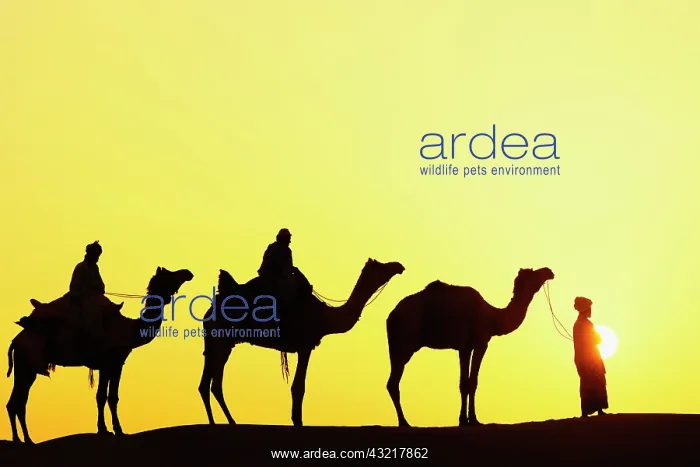: Camels and camel driver silhouetted at sunset : Camels and camel driver silhouetted at sunset
