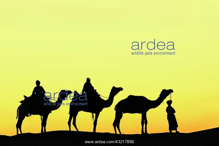 : Camels and camel driver silhouetted at sunset : Camels and camel driver silhouetted at sunset