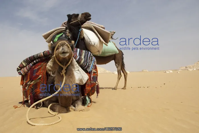 : Camels harnessed lying in the white desert Egypt : Camels harnessed lying in the white desert Egypt