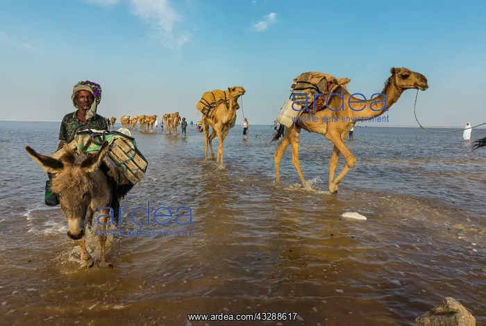 : Camels loaded with rock salt plates walk through : Camels loaded with rock salt plates walk through