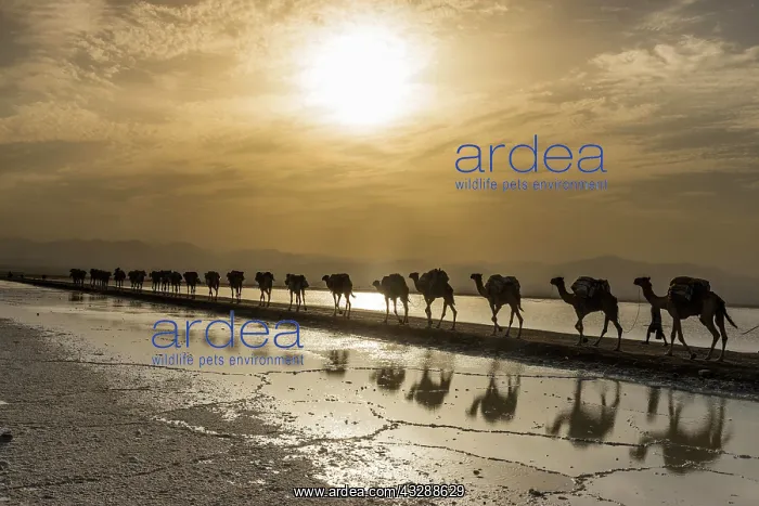 : Camels loaded with rock salt plates walk through : Camels loaded with rock salt plates walk through