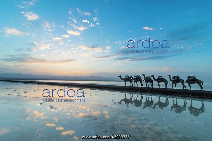 : Camels loaded with rock salt slabs walk at sunset : Camels loaded with rock salt slabs walk at sunset