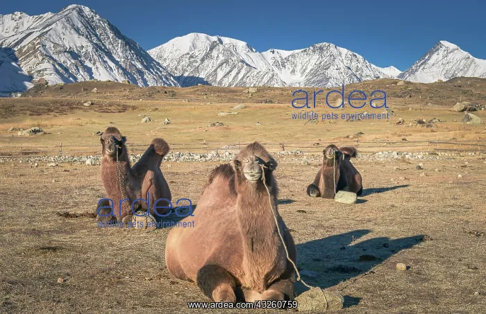 : Camels lying on the ground, Bactrian camels (Camelus : Camels lying on the ground, Bactrian camels (Camelus