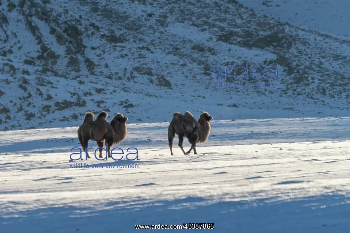 : CAMELS IN THE MOUNTAINS : CAMELS IN THE MOUNTAINS