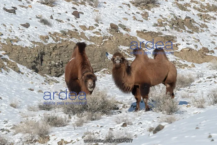 : CAMELS IN THE MOUNTAINS : CAMELS IN THE MOUNTAINS