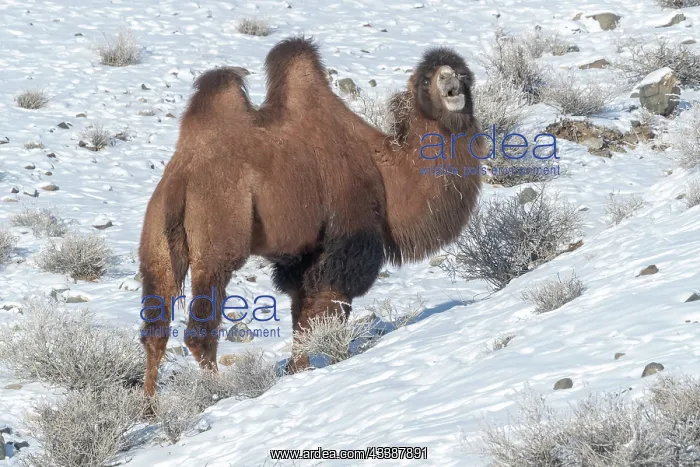 : CAMELS IN THE MOUNTAINS : CAMELS IN THE MOUNTAINS