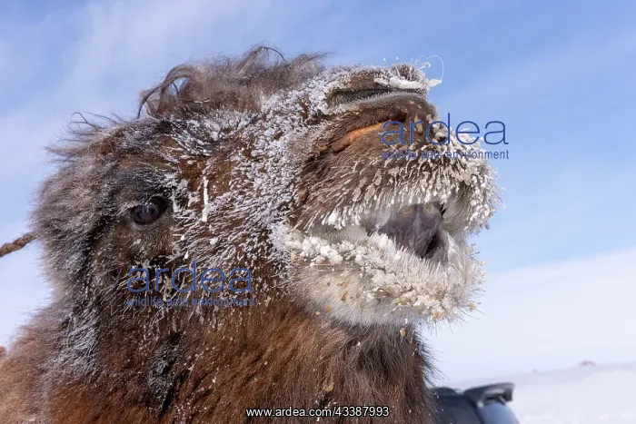 : CAMELS IN THE MOUNTAINS : CAMELS IN THE MOUNTAINS