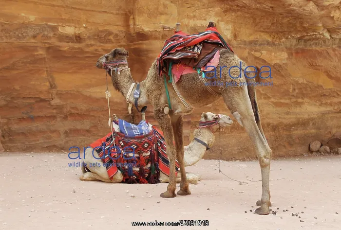 : Camels - ready for tourists : Camels - ready for tourists