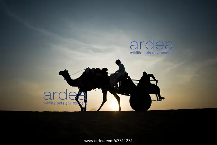 : Camels - silhouette of riding camel : Camels - silhouette of riding camel