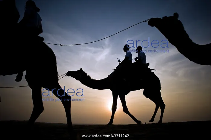 : Camels - silhouette of riding camel : Camels - silhouette of riding camel