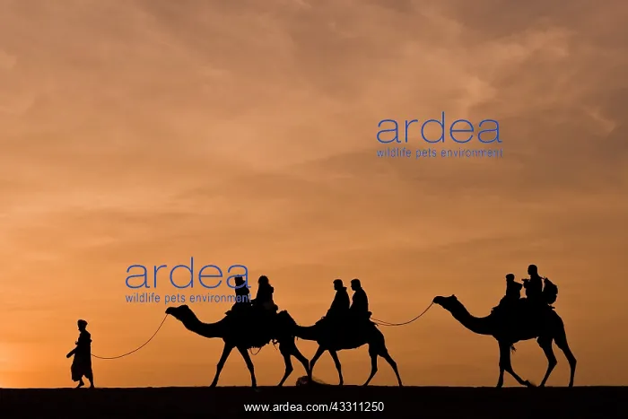 : Camels - silhouette of riding camel : Camels - silhouette of riding camel