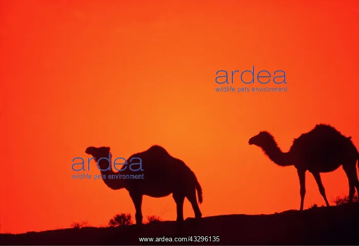 : CAMELS - at sunset : CAMELS - at sunset