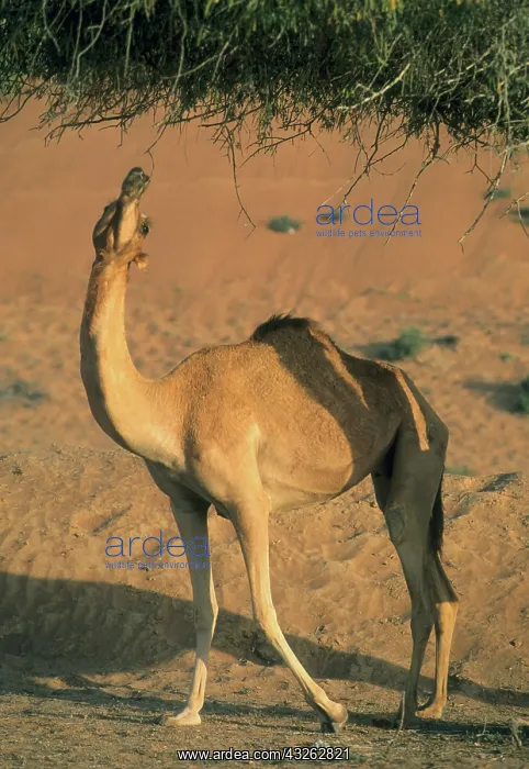 : Camels, Wahiba Sands, Oman : Camels, Wahiba Sands, Oman