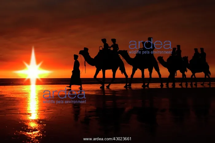 : Camels walking following a star : Camels walking following a star