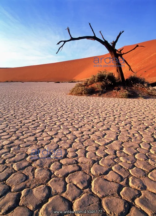 : Camelthorn : Camelthorn