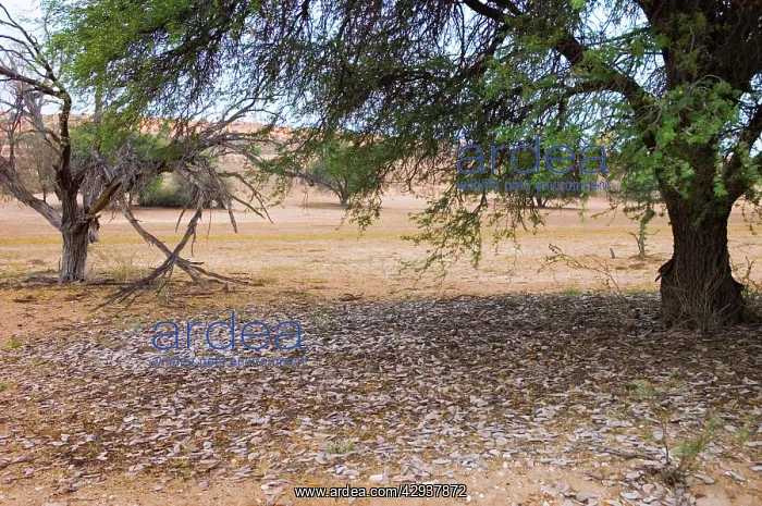 : Camelthorn and shed pods - Harvest of pods after : Camelthorn and shed pods - Harvest of pods after