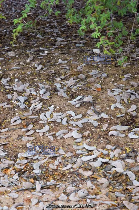 : Camelthorn and shed pods - Harvest of pods after : Camelthorn and shed pods - Harvest of pods after
