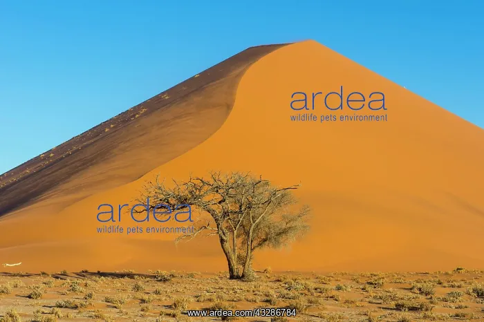 : Camelthorn tree (Acacia erioloba) before the giant : Camelthorn tree (Acacia erioloba) before the giant