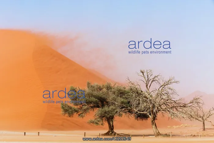 : Camelthorn tree (Acacia erioloba) in front of Sand : Camelthorn tree (Acacia erioloba) in front of Sand
