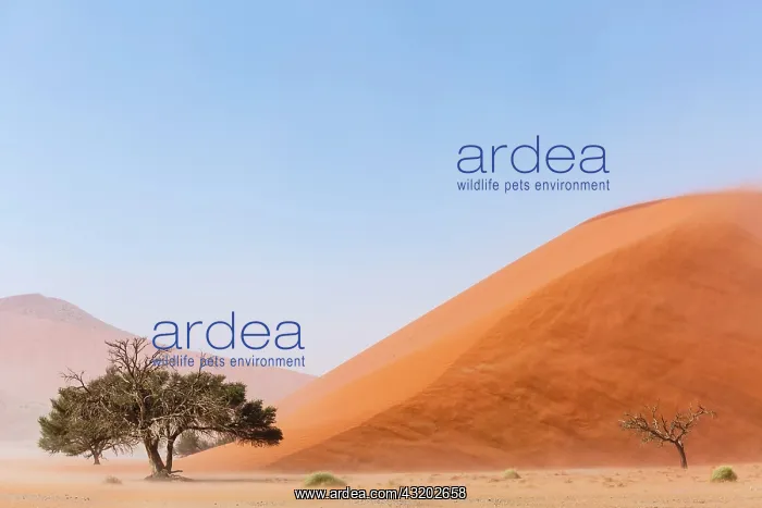 : Camelthorn tree (Acacia erioloba) in front of Sand : Camelthorn tree (Acacia erioloba) in front of Sand