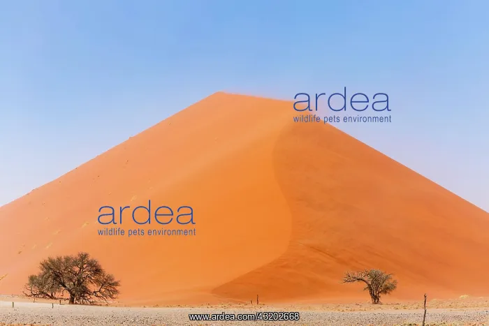 : Camelthorn tree (Acacia erioloba) in front of Sand : Camelthorn tree (Acacia erioloba) in front of Sand