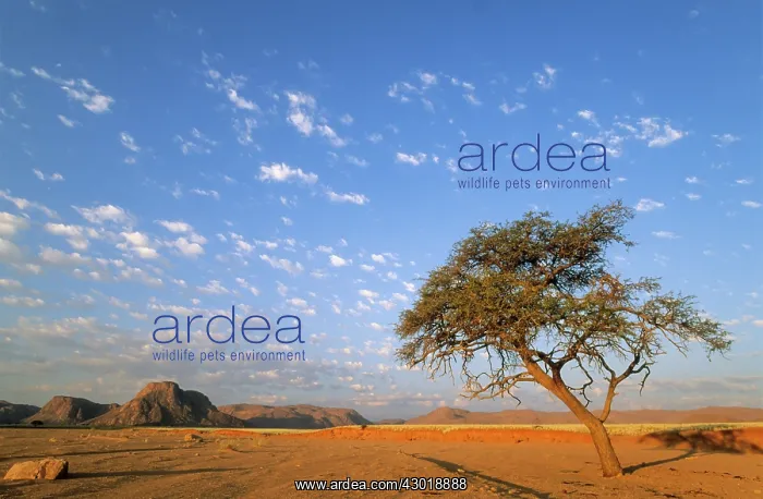  : Camelthorn Tree in the evening in a dry riverbed