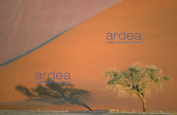 : Camelthorn Tree - At a sand dune in the Namib Desert; : Camelthorn Tree - At a sand dune in the Namib Desert;