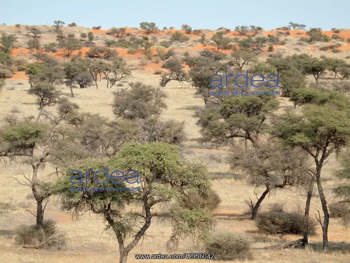 : Camelthorn Trees - and red sand dunes : Camelthorn Trees - and red sand dunes