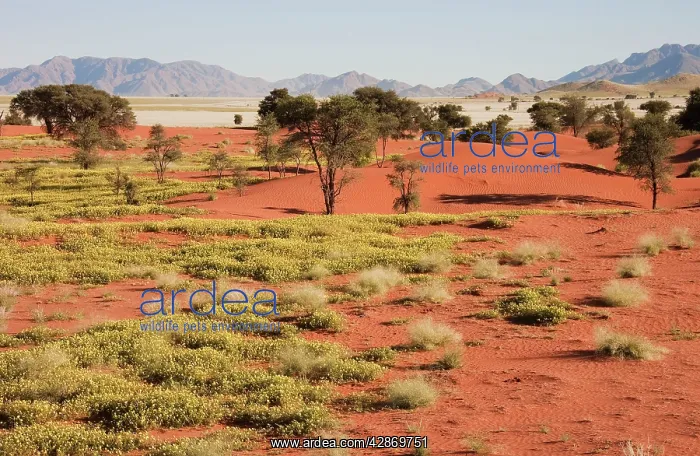 : Camelthorn trees - sand dunes and isolated mountain : Camelthorn trees - sand dunes and isolated mountain