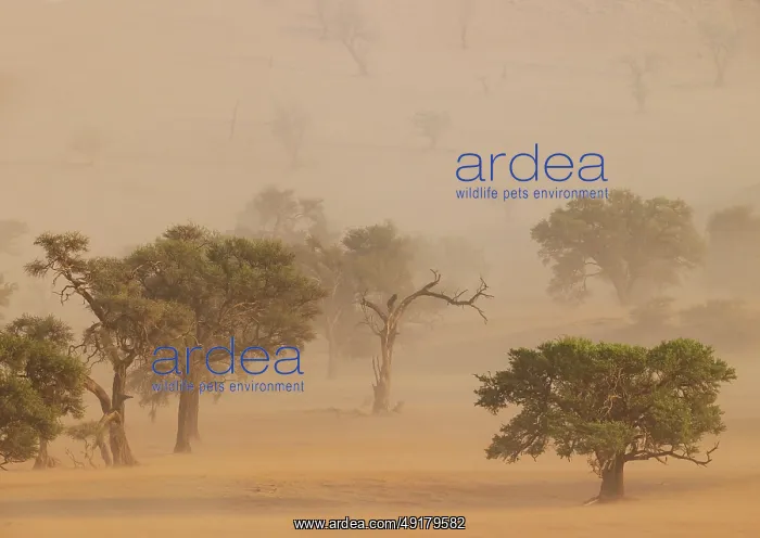 : Camelthorn trees (Vachellia erioloba) in a sand storm in the Tsondab Valley : Camelthorn trees (Vachellia erioloba) in a sand storm in the Tsondab Valley