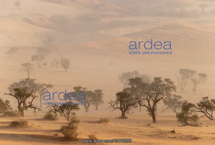 : Camelthorn trees (Vachellia erioloba) in a sand storm in the Tsondab Valley : Camelthorn trees (Vachellia erioloba) in a sand storm in the Tsondab Valley