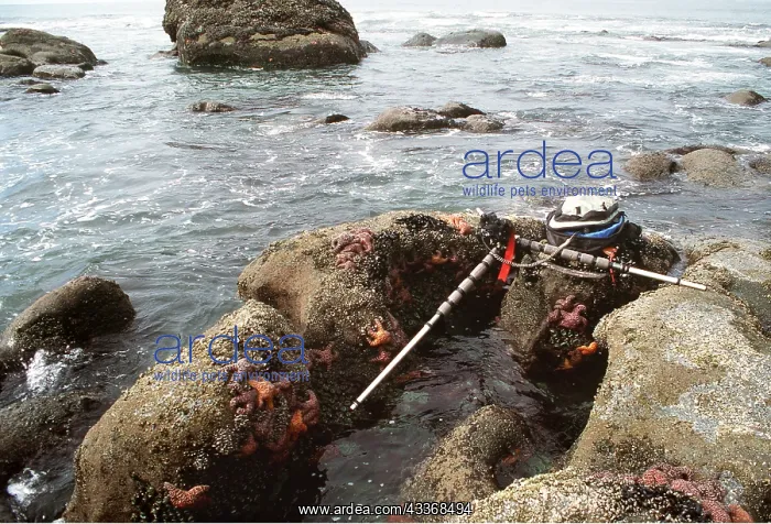 : Camera set for shooting Sea Stars in tide pools : Camera set for shooting Sea Stars in tide pools