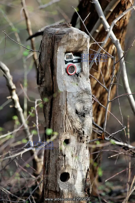 : Camera trap - Placed along trail to capture animals : Camera trap - Placed along trail to capture animals