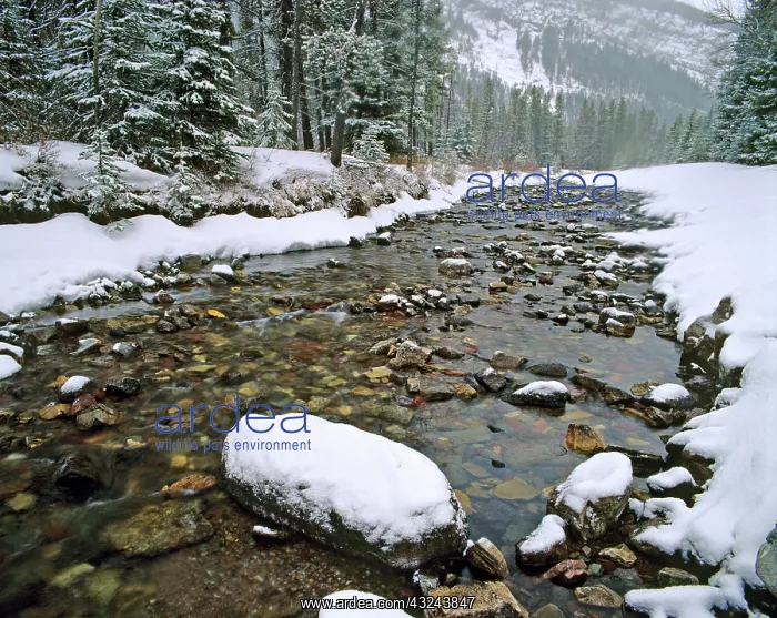 : Cameron Creek in Waterton Lakes National : Cameron Creek in Waterton Lakes National