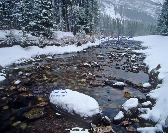  : Cameron Creek in winter in Waterton Lakes