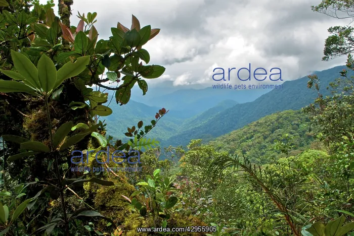 : Cameron highlands forest landscape : Cameron highlands forest landscape