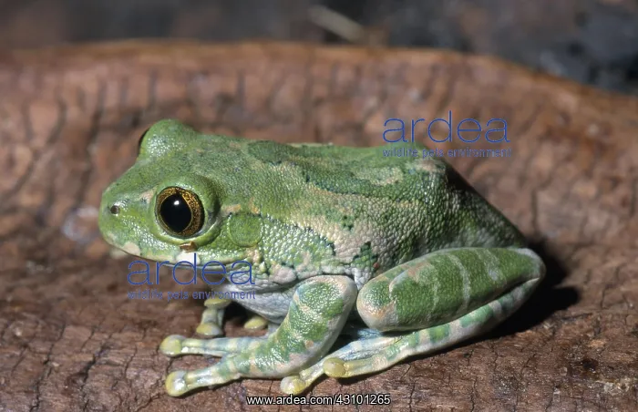: Cameroon Dumpy Frog : Cameroon Dumpy Frog