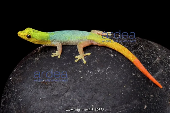 : Cameroon dwarf gecko (Lygodactylus conraui) on black : Cameroon dwarf gecko (Lygodactylus conraui) on black