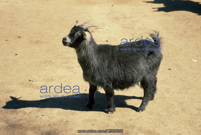 : Cameroon Dwarf Goat : Cameroon Dwarf Goat