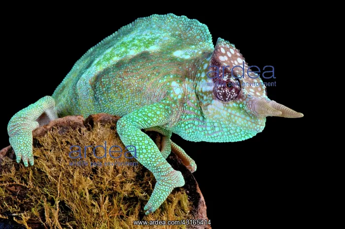 : Cameroon sailfin chameleon (Trioceros montium) : Cameroon sailfin chameleon (Trioceros montium)