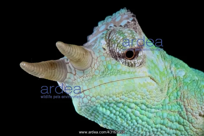 : Cameroon sailfin chameleon (Trioceros montium) : Cameroon sailfin chameleon (Trioceros montium)