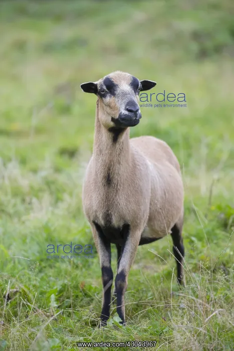 : Cameroon Sheep - adult ewe - Germany : Cameroon Sheep - adult ewe - Germany